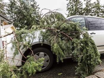Fallen Pine Tree On Car